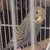 Blue Parakeet 2 thumbnail