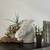 Large Ceramic White Horse Head Statue Equestrian 2 thumbnail