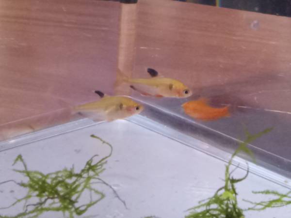 NEED TO GO ASAP - 3 Free Aquarium Fish (Nashua)