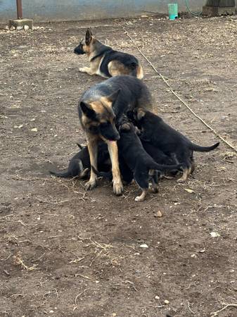 Geman shephred pups 1