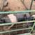 Hamp Barrow 2 thumbnail