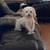 Dog Boarding Services - Central Florida Area (Seminole County) 6 thumbnail