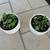 Pair Of White Round Garden Pots With Succulents 2 thumbnail