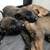 Belgian Malinois puppies for rehome 4 thumbnail