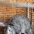 Meat rabbit set up 2 thumbnail