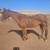 Stunning Project/ Companion horse 1 thumbnail