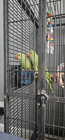 Rehomimg indian ringneck 6ms (Dumfries)