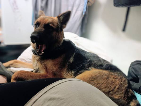 Lost German Shepherd (Sacramento)63679341673729120