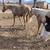 untouched palomino mare and 6 month old filly take both 6 thumbnail