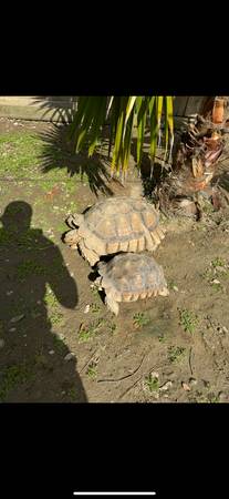 Tortoise 1