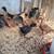 Pullet Chicks and juvenile pullets. Several breeds 5 thumbnail