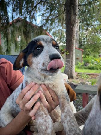 Re-Homing Heeler-Hound puppies. (Gap Mills)63667748570369124