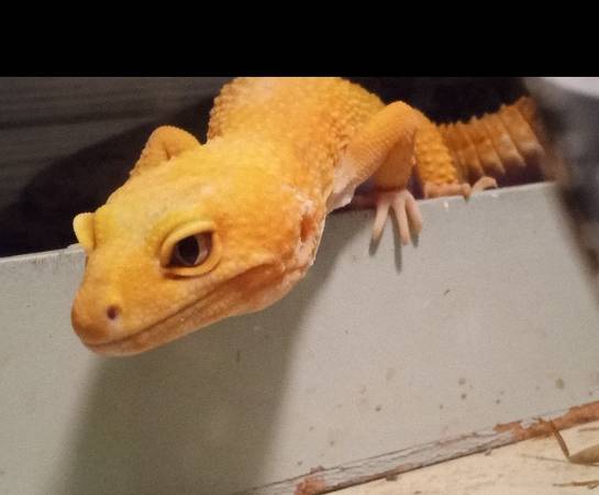 Male & female Leopard Geckos available, together or separate (Warner Robins, Middle GA)63922482080003122