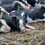 Piglets 1 thumbnail