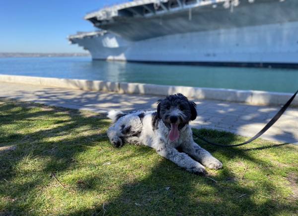 Aussie borderdoodle 1