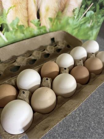 Fresh eggs 1