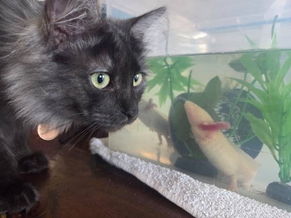 Axolotls (Deer Park)