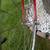 SEKINE step through Road bike  EXCELLENT SHAPE 2 thumbnail