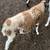 Commercial Dorper ewe 3 thumbnail