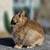 Netherland dwarf 2 thumbnail
