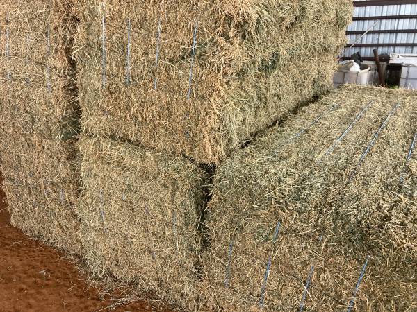 Little alfalfa square bales 1