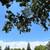 "Dulai" Landscaping and Trees (Citrus Heights and more) 8 thumbnail