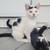 Farm cats 9 thumbnail