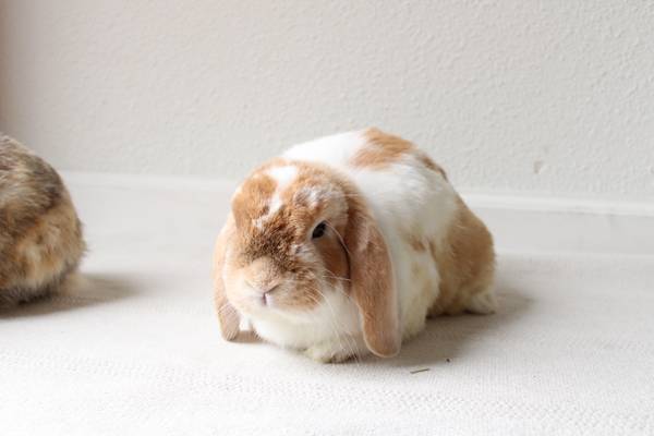 Conejitos Holland Lop63679569948289122