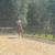 Husband/ trail/ lesson horse 9 thumbnail