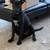 Rehoming for a American Staffordshire Terrier Mix 8 thumbnail