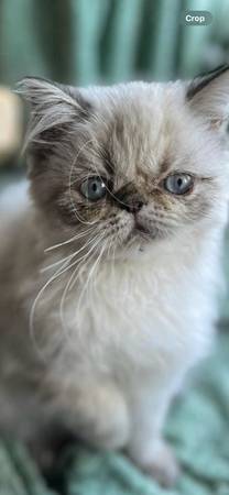 PERSIAN HIMALAYAN KITTEN FEMALE (Tumwater)63853558736769123