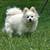 pomeranians 3 thumbnail