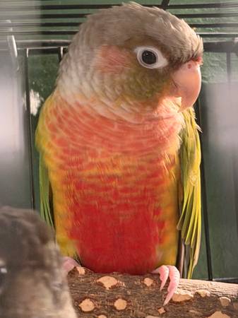 2 conures, 2 lovebirds and 1 parakeet 1