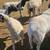 Dorper sheep 4 thumbnail
