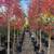 Trees, Shade! Chinese pistache 'KD' 2 thumbnail