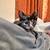 Baby cat 3 thumbnail