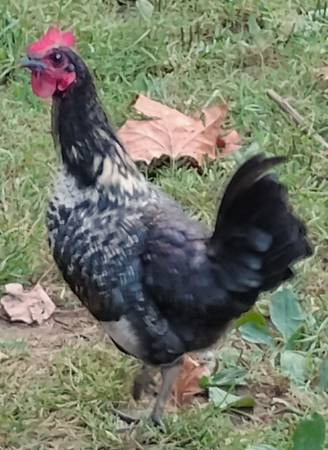 Bantam roosters
