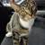 Tabby cat needs forever home asap 1 thumbnail