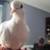 Hand-Fed Tame trained white ringneck female dove 3 months old 2 thumbnail