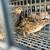 Coturnix Quail breeding pairs, trios and quartets 2 thumbnail