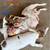 Rat terrier puppies 2 thumbnail