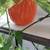 healthy plant in a ceramic pot 10 thumbnail