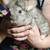 Chinchillas 3 thumbnail