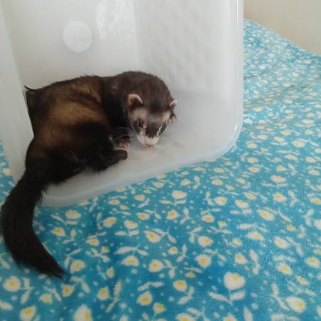 Neutered male ferret (Frederick)63618994993537123