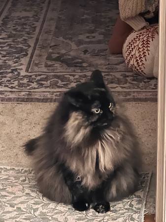 Rehoming two bonded cats599417466798090241