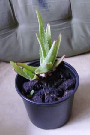 Aloe Vera Plant 1
