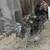 Rehoming 2 Young Roosters 3 thumbnail