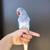 Indian ringneck 3 thumbnail