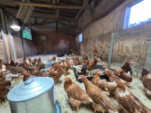 Pullets 1