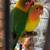 Rehoming Love Birds 6 thumbnail